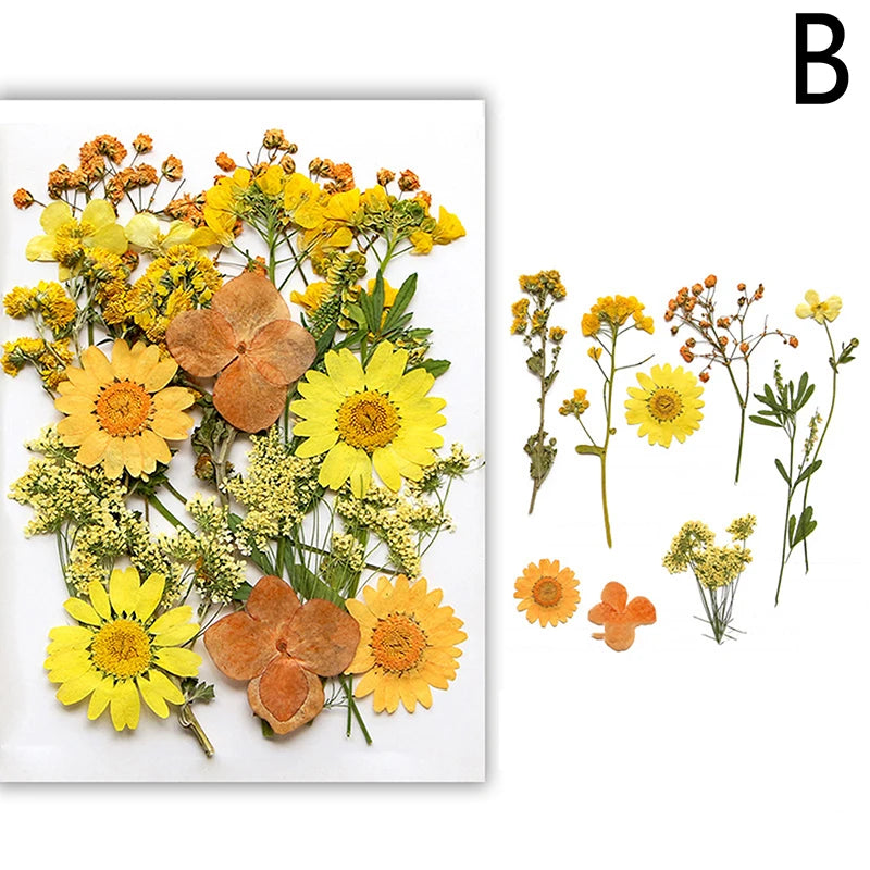 A collection of pressed natural dried yellow and orange flowers for resin, nail art, and jewelry making.