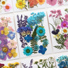 A collection of pressed natural dried flowers in various colors and textures for crafting.