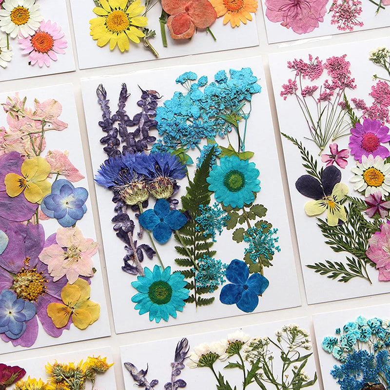 A collection of pressed natural dried flowers in various colors and textures for crafting.