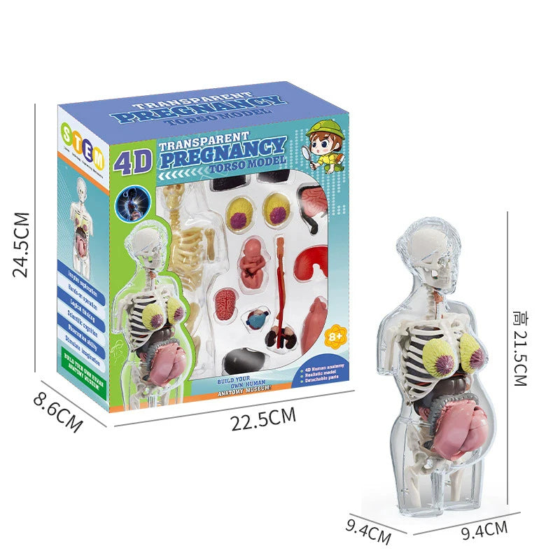A transparent 3D anatomy model kit showing the human pregnancy torso, including organs and skeletal structure.