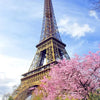 The Eiffel Tower is visible through pink blossoms against a blue sky.