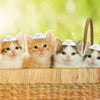Mini Plastic Cowboy Hats for Party Favors and Cake Toppers