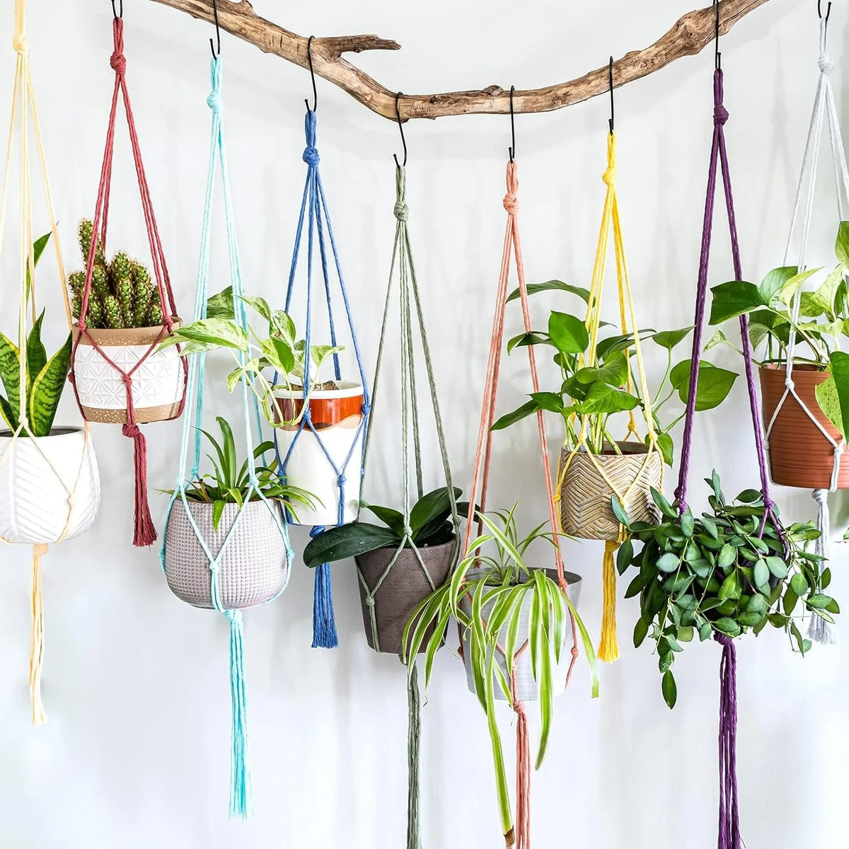 A collection of macrame plant hangers featuring various natural cotton ropes in shades of green, pink, blue, and yellow hangi
