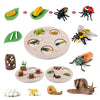 A set of natural and preserved animal specimens including insects, plants, and other life forms for educational learning.