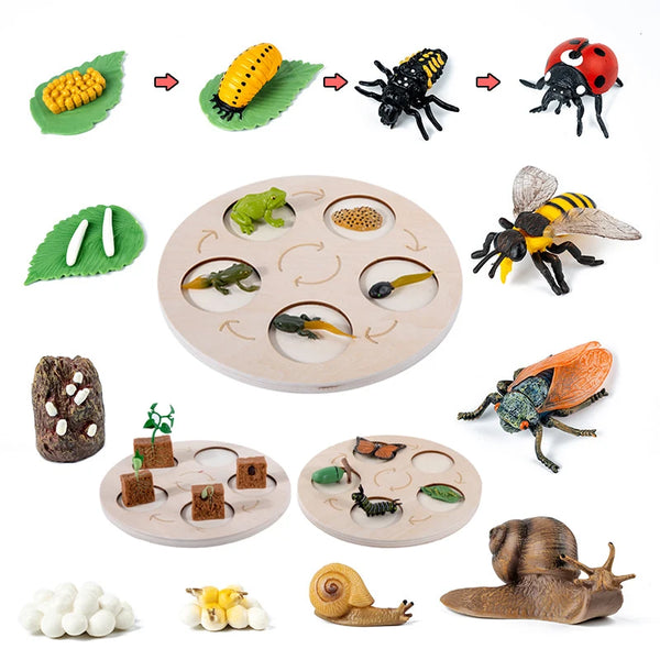 Ein Set aus natürlichen und konservierten Tierpräparaten, darunter Insekten, Pflanzen und andere Lebensformen für den Bildung