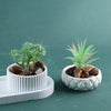 A small potted succulent plant in a white silicone mold with decorative stones on a light green surface.